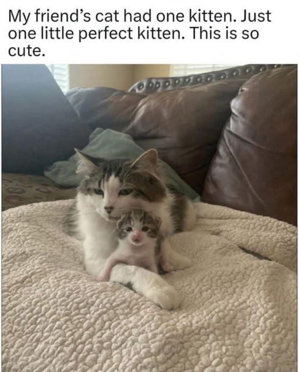 cute news tier katze

https://imgur.com/gallery/10-10-lnuDq5S#/t/aww