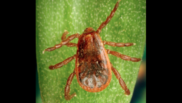 Braune Hundezecke auf einem grünen Blatt