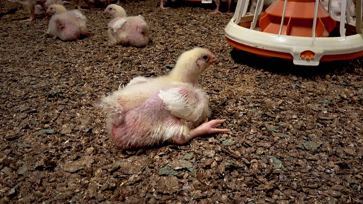 Des poulets boiteux qui proviendraient d'un élevage Micarna dans le canton de Vaud.