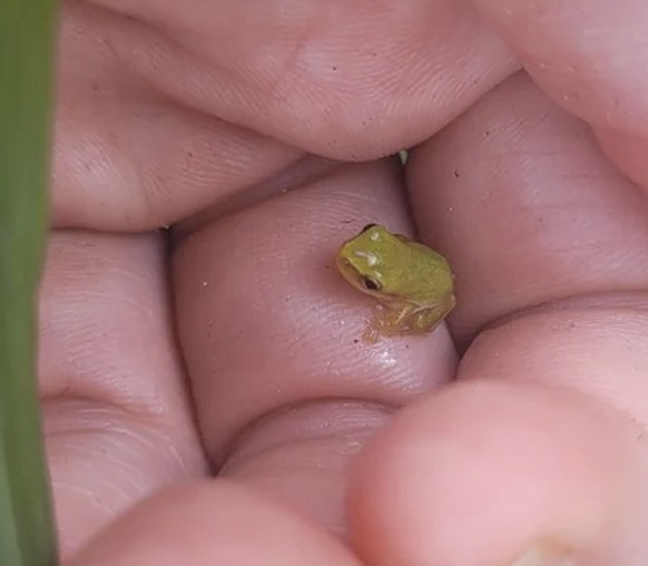 Kleiner Frosch für Cute News