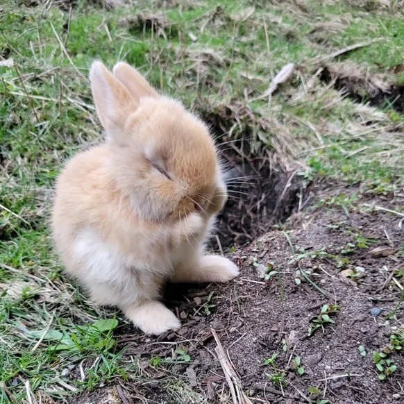 cute news tier hase

https://www.reddit.com/r/aww/comments/1c52yeo/the_little_bun_i_rescued_from_a_airport_parking/#lightbox
