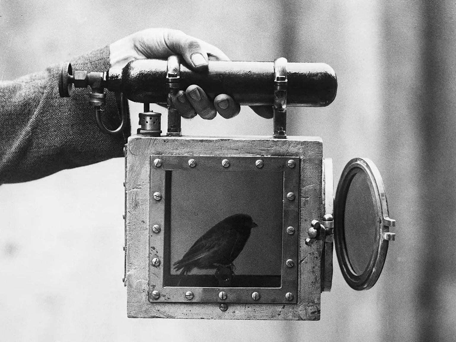 Kanarienvogel MInen