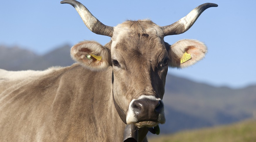 Ein Grund für die Ablehnung der Sommerzeit durch die Bauern: Schweizer Kuh.&nbsp;