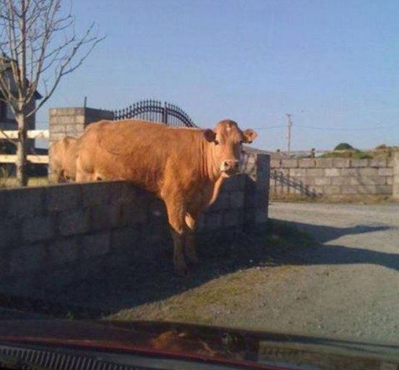 Kuh auf der Mauer

http://thechive.com/2014/04/18/animals-stuck-in-odd-places-but-dont-seem-to-mind-30-photos/