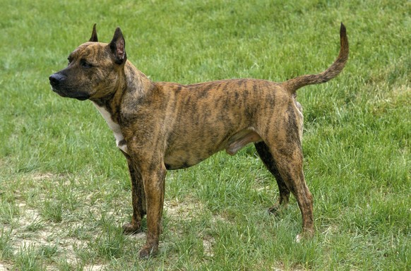 American Staffordshire Terrier, Alte Standardrasse mit geschnittenen Ohren *** American Staffordshire Terrier, Old Standard breed with cut Ears Copyright: imageBROKER/G.xLacz ibllag08244036.jpg Bitte  ...