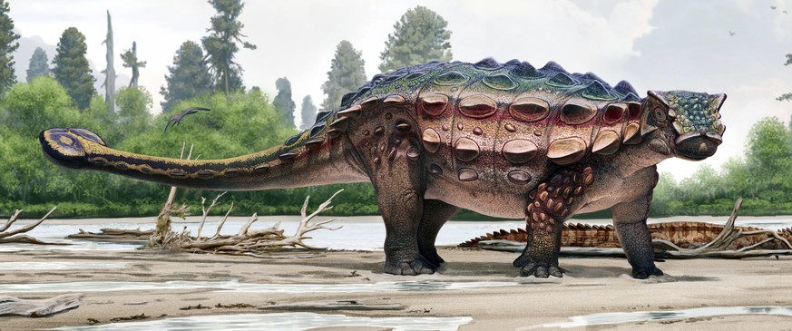 This artist rendering from the Natural History Museum of Utah shows an ankylosaur, a squat plant-eater that was covered in bony armor from its spiky head to its clubbed tail, that has been unveiled at ...