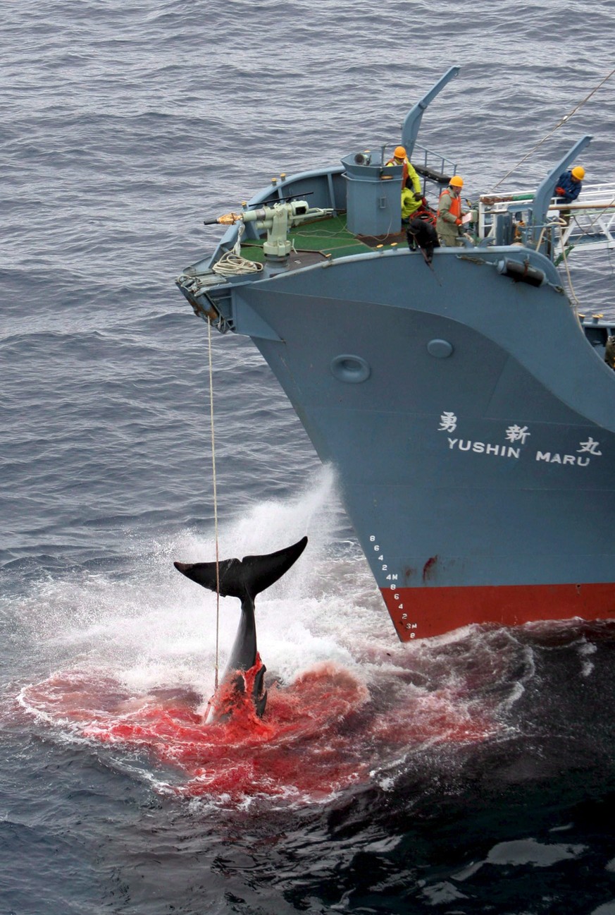 Blutiges Geschäft: Das japanische Fabrikschiff Yushin Maru harpuniert einen Wal.&nbsp;