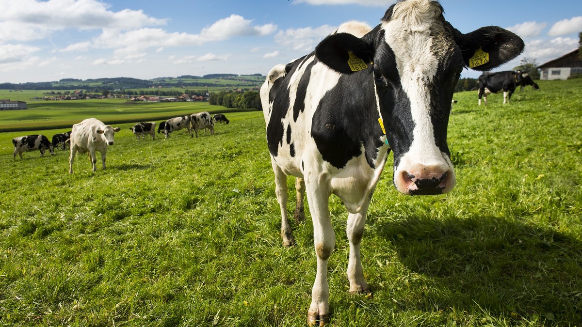 Une vache broute de l'herbe le jour ou le canton de Fribourg accueil son 300'000eme habitant ce lundi 6 octobre 2014 a Maules. Le canton de Fribourg a enregistre le taux de croissance demogr ...
