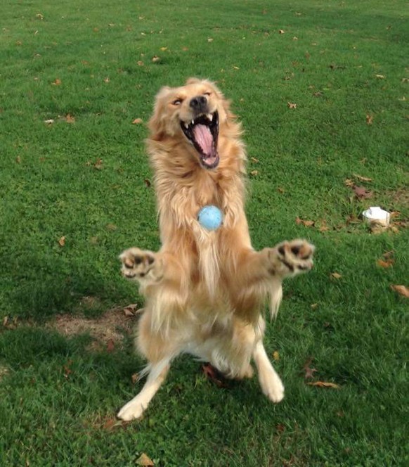 Hund lustig, kann Ball nicht fange. haha.
Cute News
https://imgur.com/t/aww/8KBC8