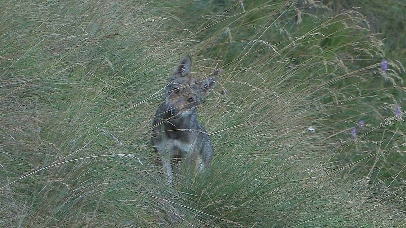 Neugieriger Blick: Junger Wolf im hohen Gras.