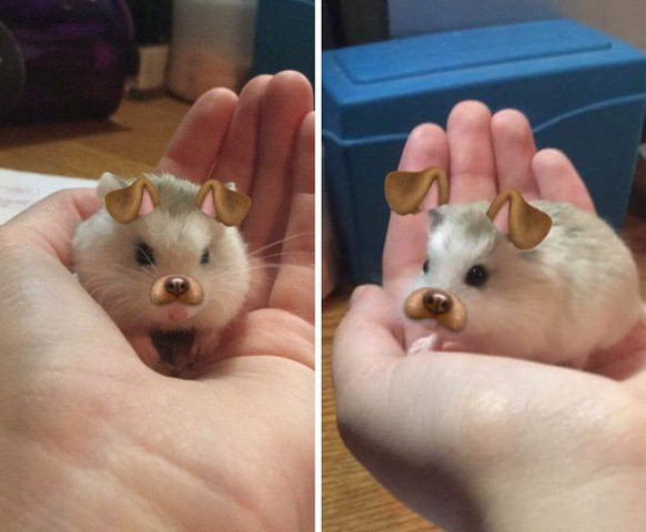 Hamster Snapchat

https://twitter.com/sarahxImao/