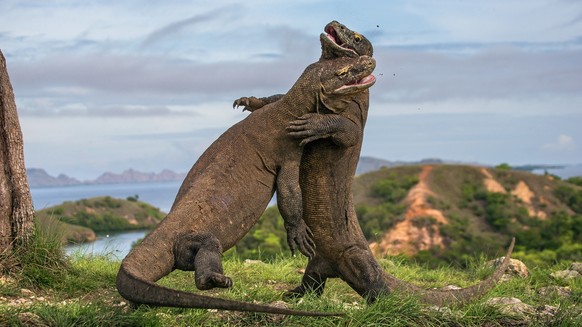 <p>Zwei Komodowarane.</p>