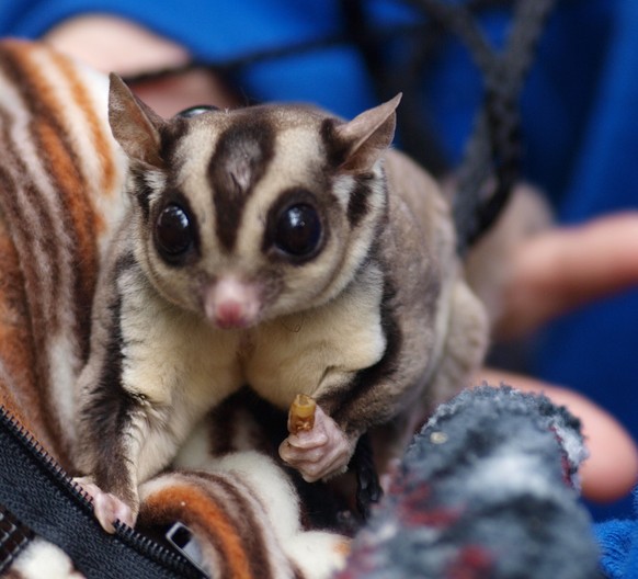 Kurzkopfgleitbeutler/Sugar Glider
Cute News
https://www.flickr.com/photos/mliu92/4006704309