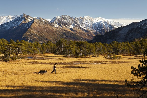 Bildnummer: 57290478 Datum: 09.11.2011 Copyright: imago/imagebroker
Schäfer mit Hund in der Moorlandschaft Chaltenbrunnen, Reichenbachtal, Rosenlaui, Blick zu den Urner Alpen, Berner Oberland, Schweiz ...