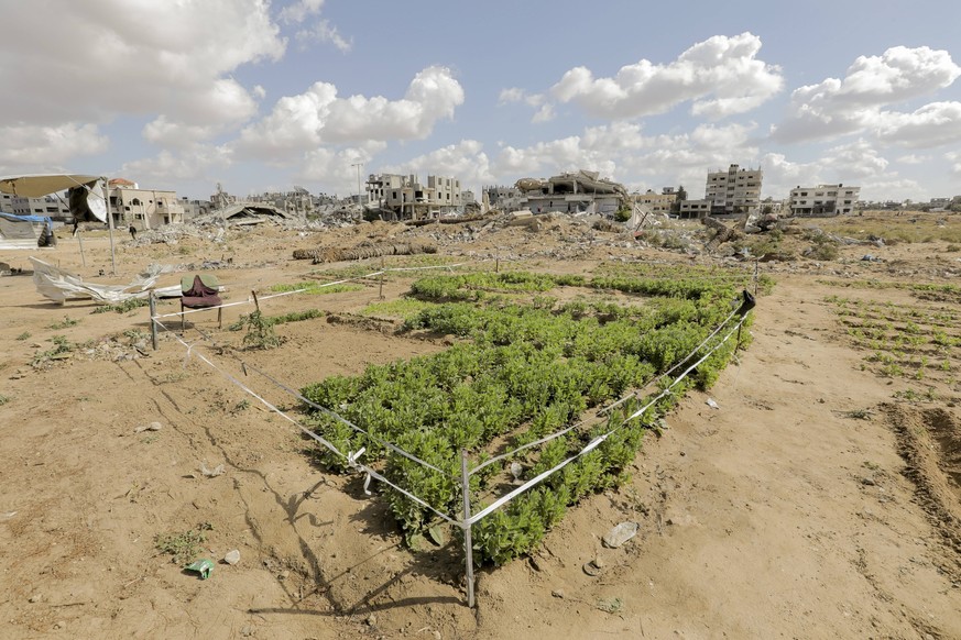 Life In War A wide view of green crops thriving amidst barren surroundings as Abu Muhammad and his children plant and tend to their farmland near their tent in Gaza, November 20, 2024. Gaza Gaza Strip ...