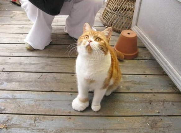Katze von Wespe gestochen: Heute im Faildienstag