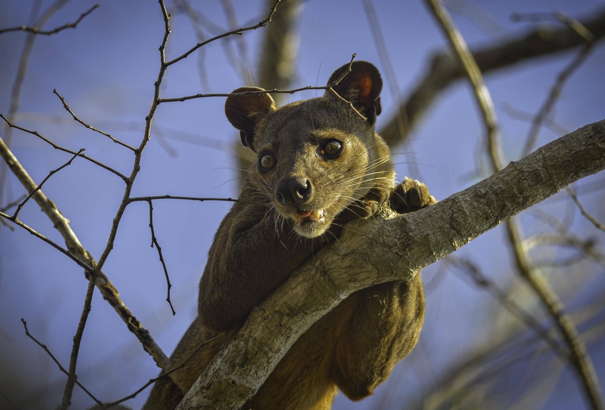 Fossa Schleichkatze Cryptoprocta ferrox auf Baum in den Trockenwäldern von Madagaskar *** Fossa Sneaky cat Cryptoprocta ferrox at Tree in the Dry forests from Madagascar Copyright: imageBROKER/Thorste ...