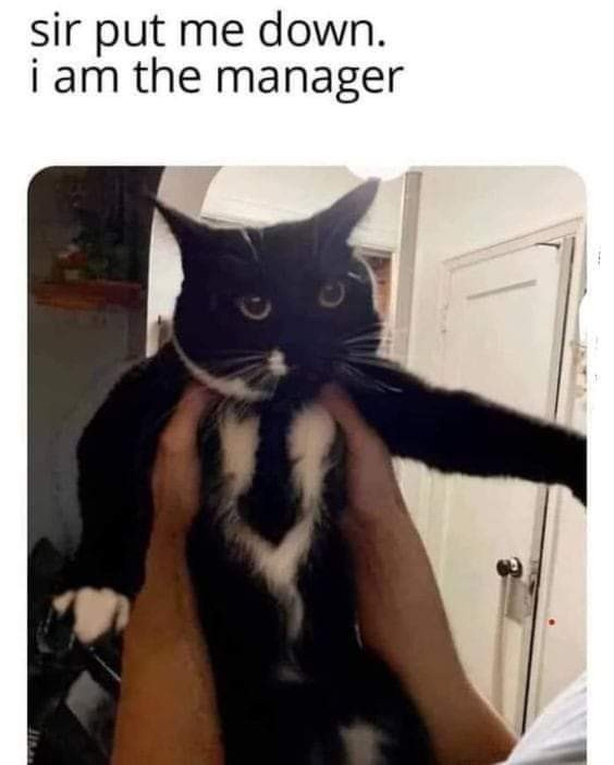 Picdump 96 – einfach die besten Memes der Woche!\nSo ein süsser Manager 😹