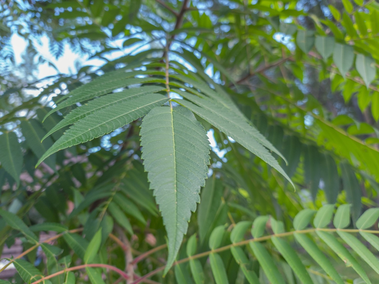 Focus on foreground leaf