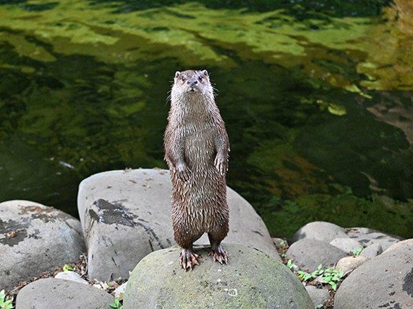 Nice news about the otter https://www.reddit.com/r/Otters/comments/1chnpu5/you_talkin_to_me_you_talkin_to_me/
