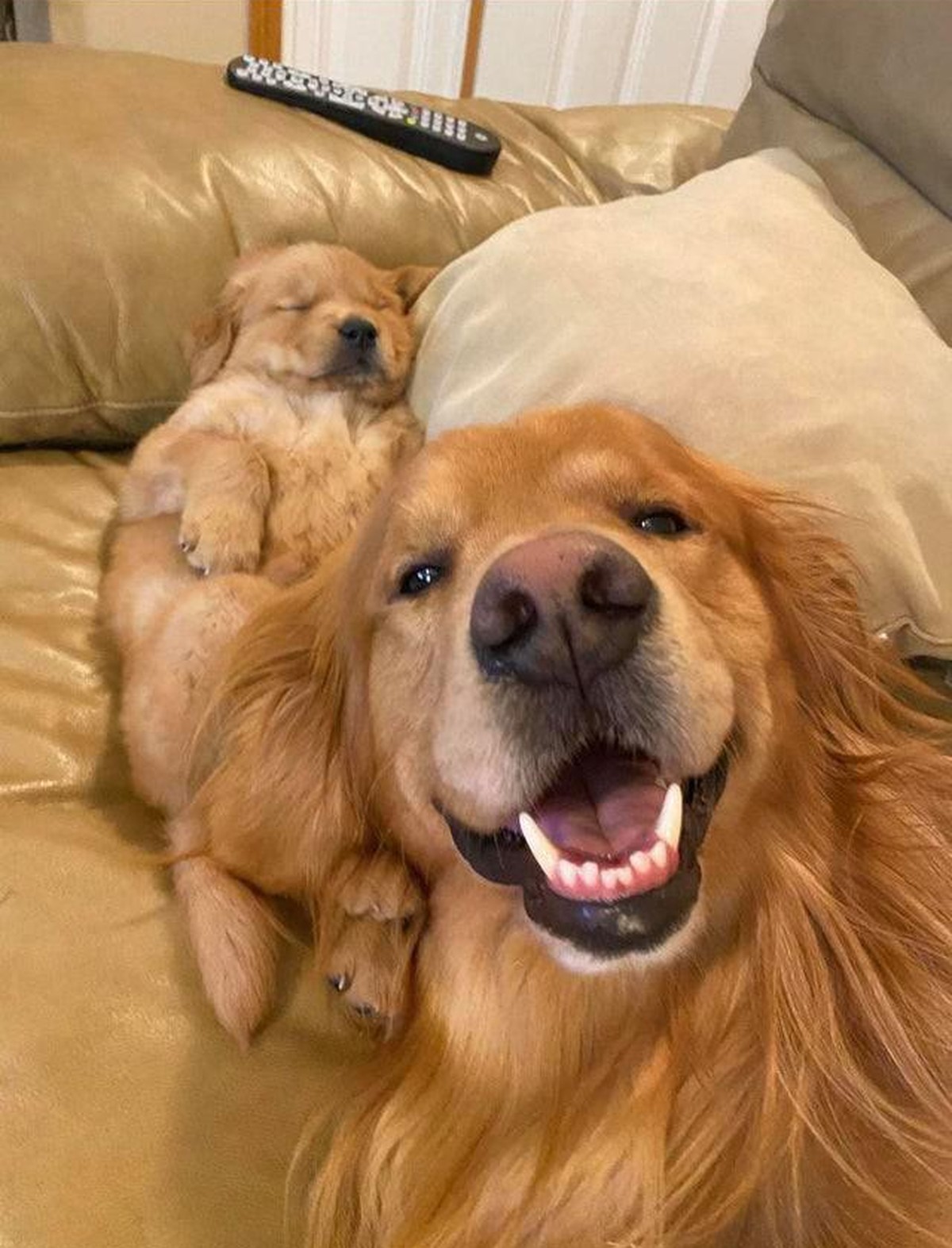 cute news animal tier hund dog

https://www.reddit.com/r/aww/comments/rgsq3o/caught_my_son_sleeping/