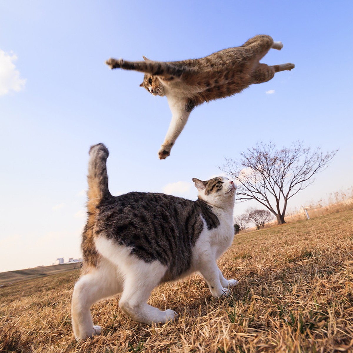 Katzen, die springen 

http://imgur.com/gallery/G2cmK