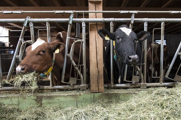 ZUR UMSETZUNG DER AGRARPOLITIK 2014-17 DES BUNDESAMTS FUER LANDWIRTSCHAFT STELLEN WIR IHNEN FOLGENDES THEMENBILD ZUR VERFUEGUNG - Kuehe fressen Heu auf dem Bauernhof der Familie Menoud, am Freitag, 3. ...