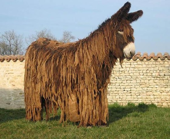 27 Bilder von Tieren, die dir den letzten Tag von 2021 versüssen\nDarf ich vorstellen, Poitou der Bob Marley unter den Eselis.