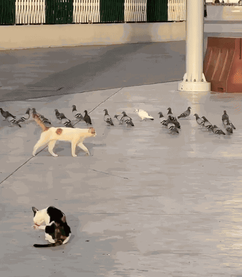 Animiertes GIF