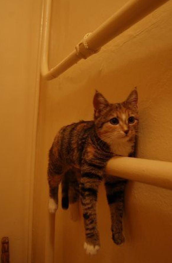 Katze imitiert ein Handtuch. Höhö, total witzig.
https://www.pinterest.com/pin/72831718944585585/