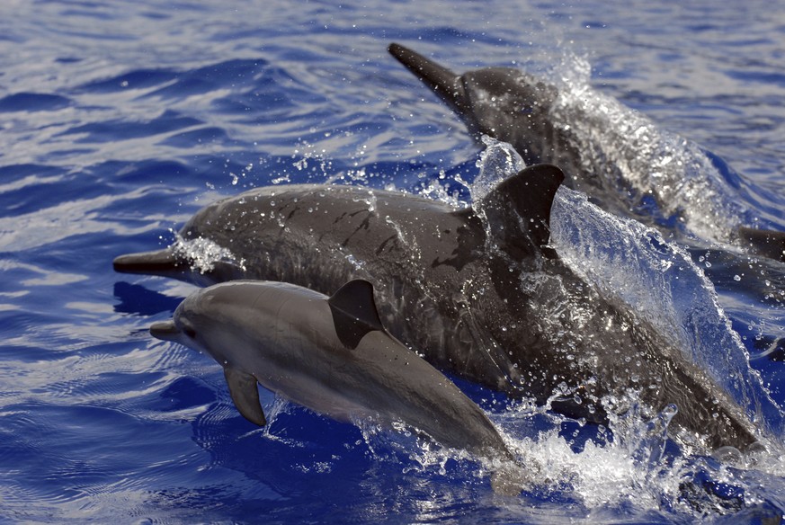 This undated photo provided by NOAA Fisheries shows Spinner dolphins in Hawaii. A judge in Hawaii has found a tour operator violated federal law by repeatedly dropping swimmers in front of dolphins an ...