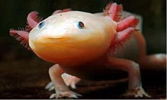 cute news animal https://www.reddit.com/r/Animal/comments/11xsshy/water_monster_lives_in_mexico/