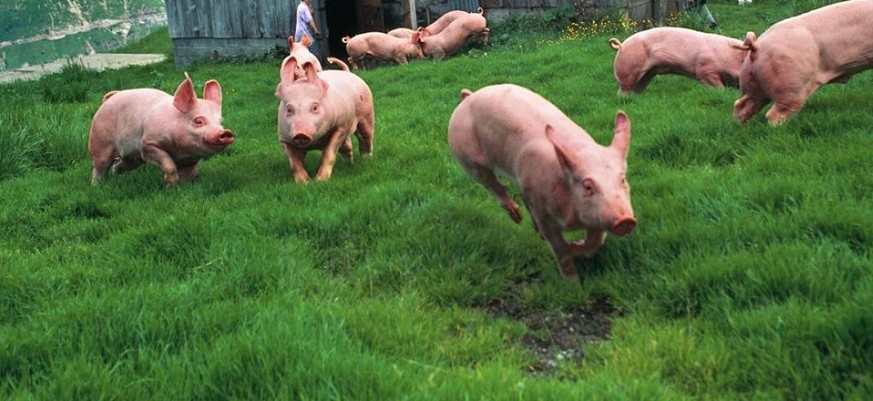 Schweizer Bauern können sich 2019 über ein leicht höheres Einkommen freuen als letztes Jahr. Die Schweinezucht etwa hat besser rentiert als auch schon. (Archivbild)