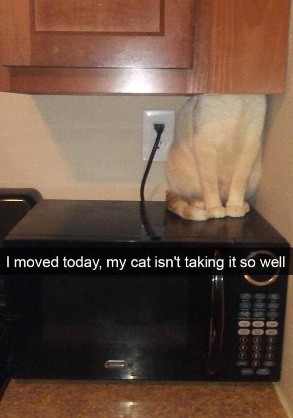 Catsnap, Katze sitzt hinter dem Schrank
https://imgur.com/gallery/tNTMZ