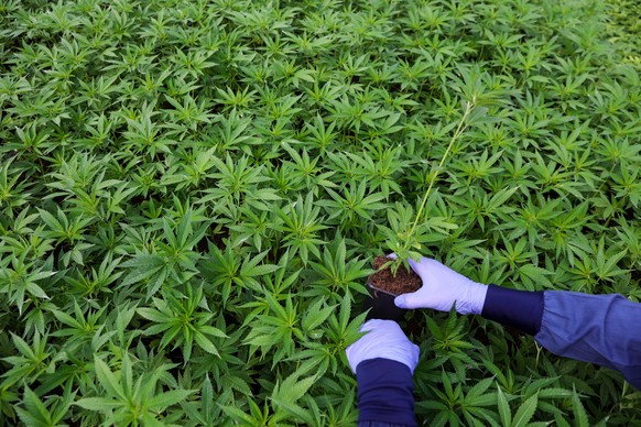 epa10495829 A worker places a seedling at a medical cannabis farm of &#039;Cannbit Tikun Olam Israel&#039; medical cannabis company at the Jezreel Valley, northern Israel, 28 February 2023. &#039;Cann ...