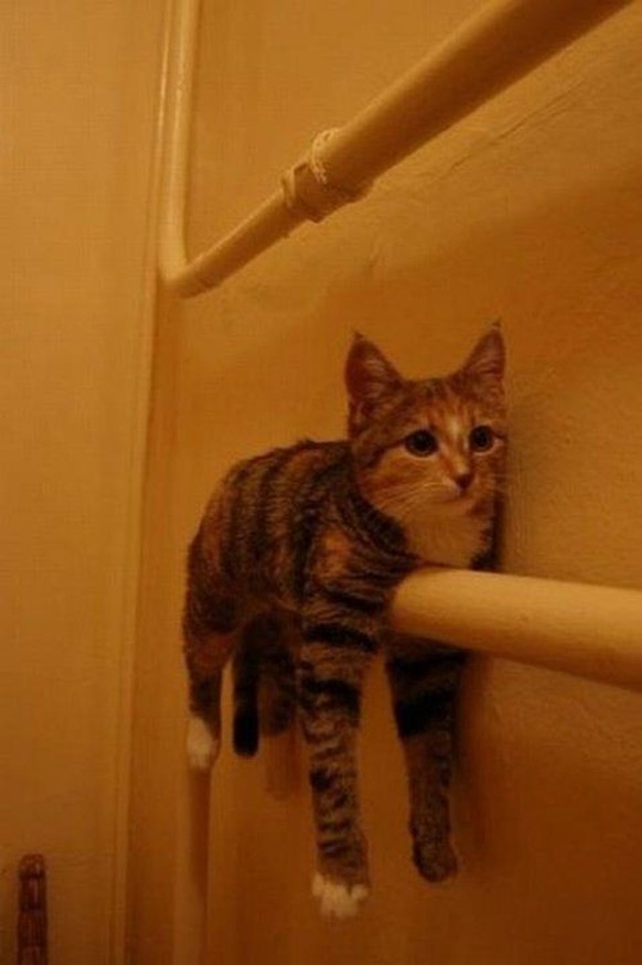 Katze spielt Handtuch