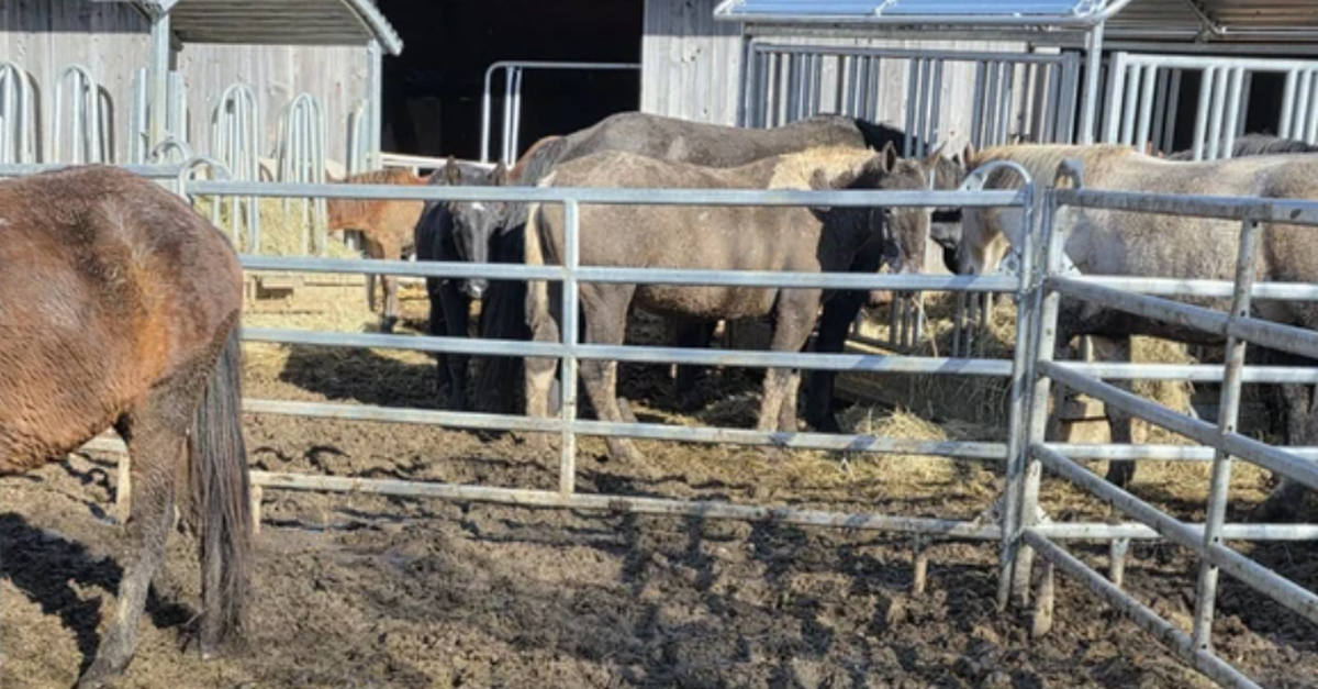 alle-pferde-aus-ramiswiler-tierschutzfall-versteigert