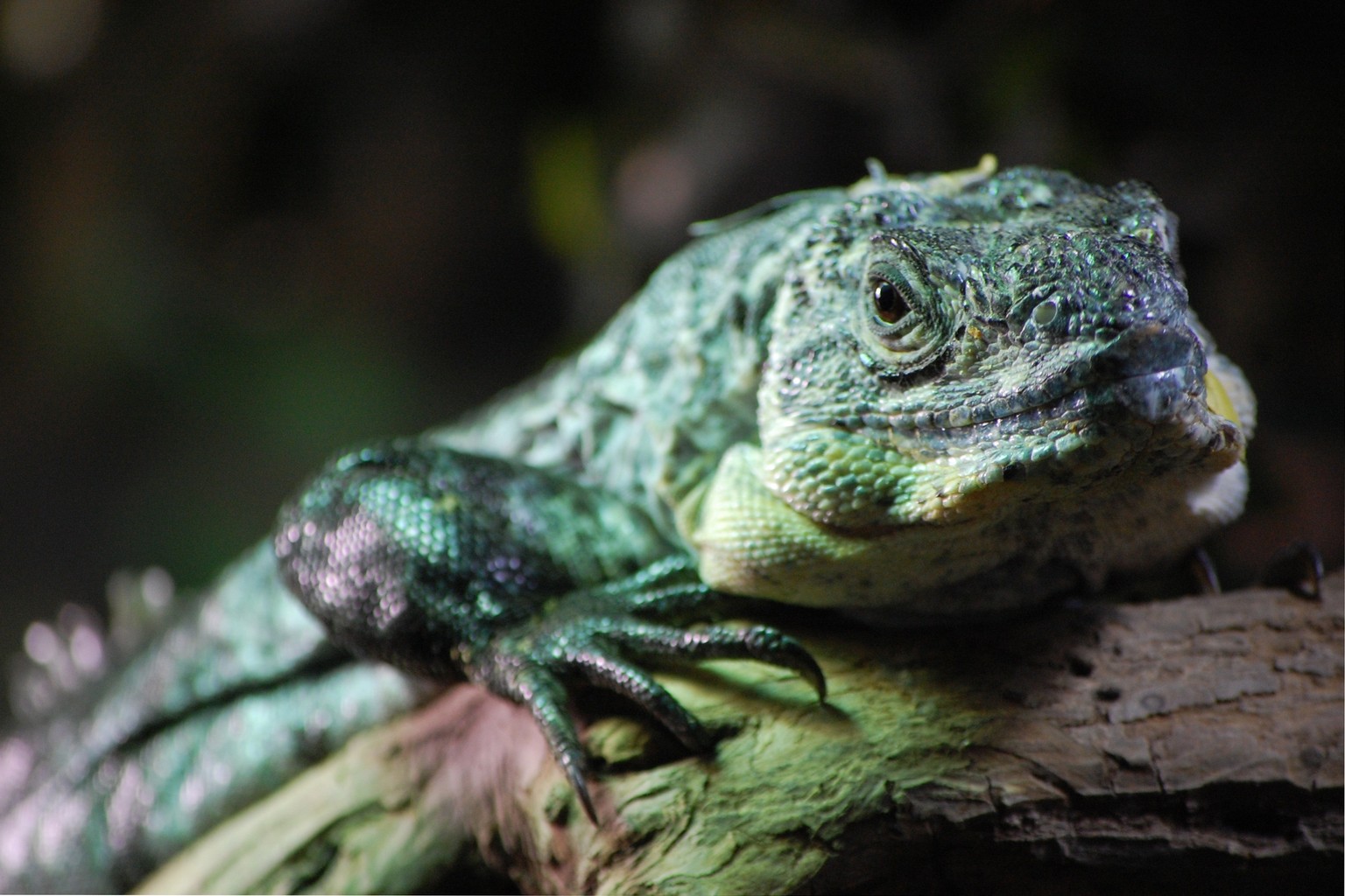 Leguan, Borneo