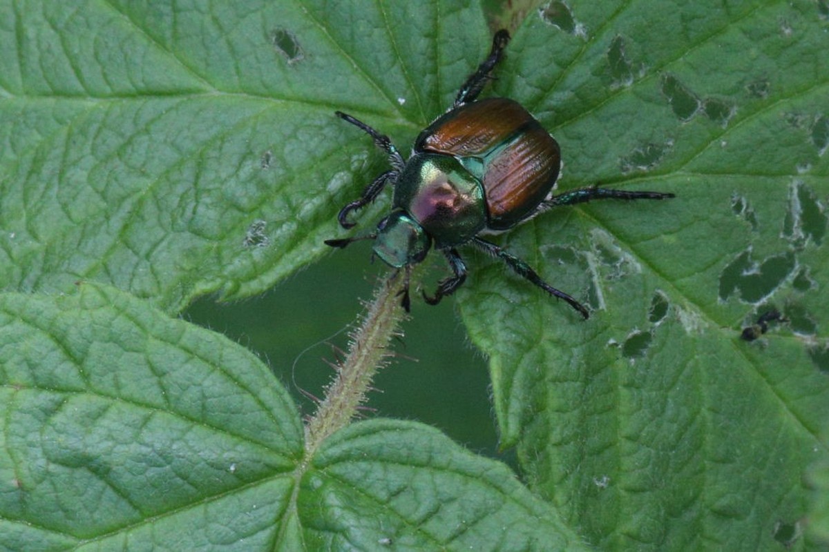 Plusieurs foyers de scarabées japonais existent en Suisse. Ces insectes voraces peuvent faire de gros dégâts.