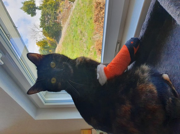 Das sind eure Corona-Symbolbilder nach einem Jahr Pandemie\nUnsere schwarze Katze ist am Freitag, den 13. März um 7h früh vom Fensterbrett gefallen und hat sich das Bein gebrochen. Am Nachmittag wurde ...