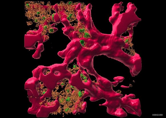 Hier sitzt das immunologische Gedächtnis: Plasmazellen (grün) umgeben von Bindegewebszellen in ihren Überlebensnischen im Knochenmark.