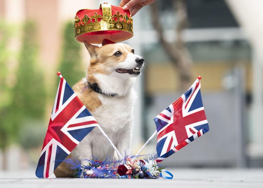 Lilly the Corgi dog enjoys the Royal Pooch Party, celebrating the Queen&#039;s Platinum Jubilee, at the Moxy Manchester City hotel in Manchester, England, Sunday, June 5 2022. (Danny Lawson/PA via AP)