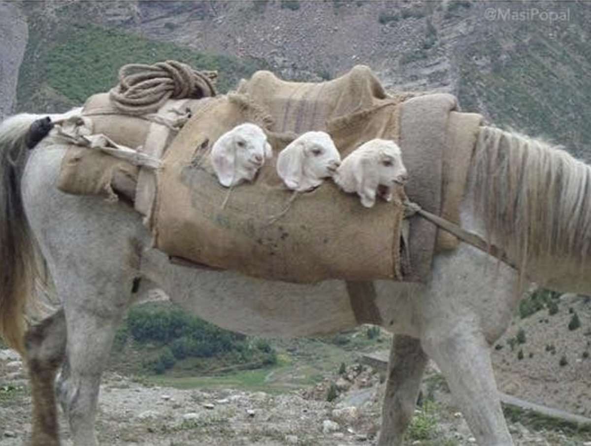 picdump 030118