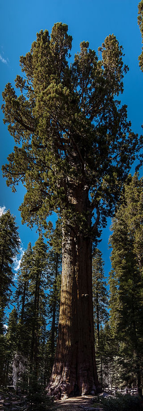 General Sherman Tree, der grösste derzeit lebende Baum der Welt