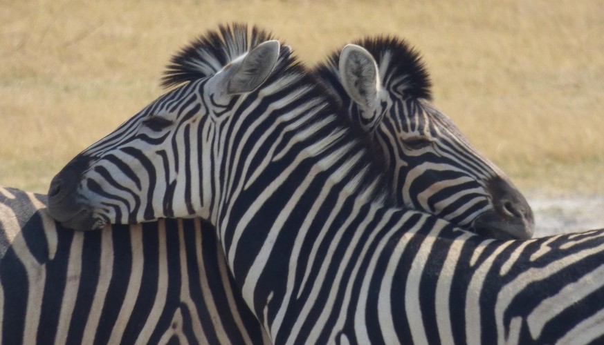 Zebra Einzige Schweizer