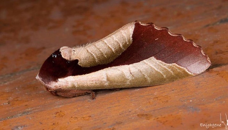 Dead Leaf Moth [Uropyia meticulodina]

https://www.reddit.com/r/AIDKE/comments/1v73l7l/dead_leaf_moth_uropyia_meticulodina/