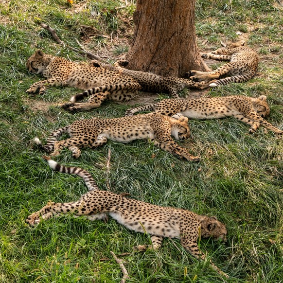 Nice news about the cheetah https://www.reddit.com/r/AnimalsBeingSleepy/comments/1ap2omk/after_having_hard_diet/