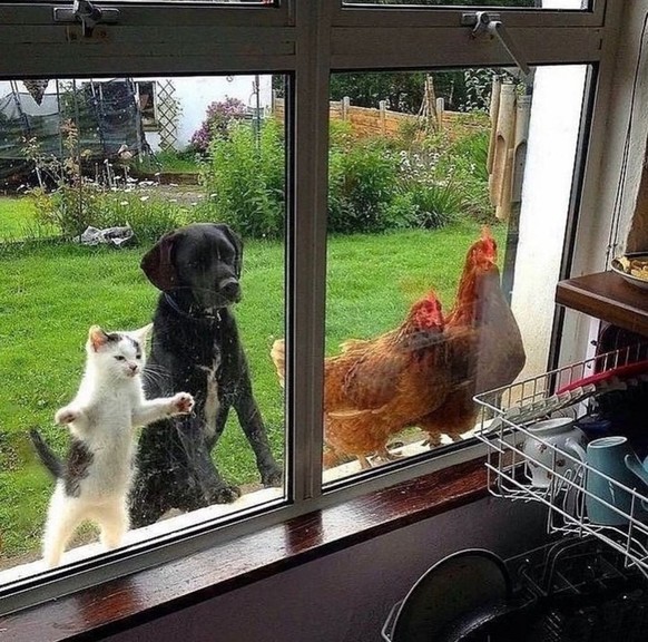 cute news tier katze, hund, hühner schauen in ein fentser

https://www.instagram.com/p/C4Orb11so39/