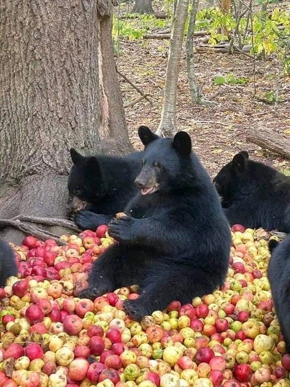 cute news tier bär

https://ch.pinterest.com/pin/10977592835880798/