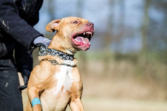 Gewisse Hunde hätten Aggressionstendenzen – egal welche Rasse, meint Welti.